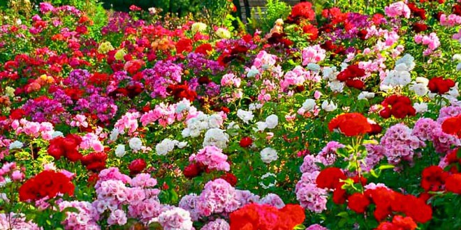 Rose Garden, Chandigarh
