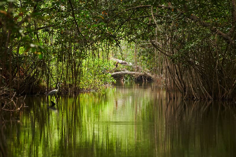 Sundarbans, India