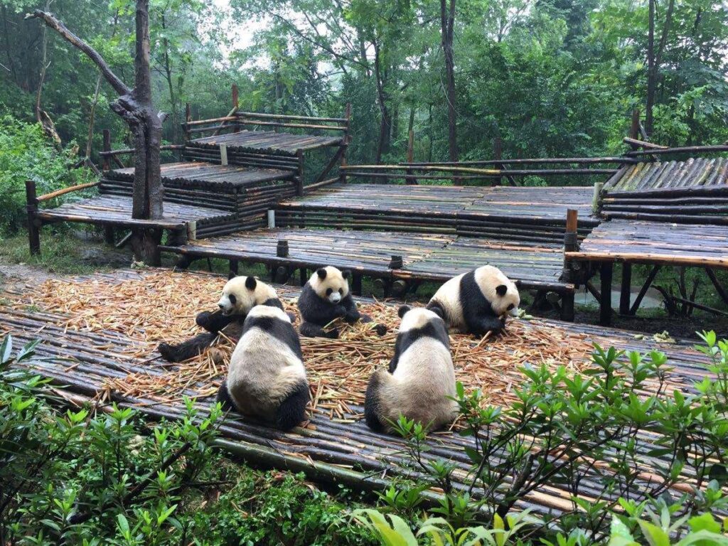 Chegdu Research base Giant Panda