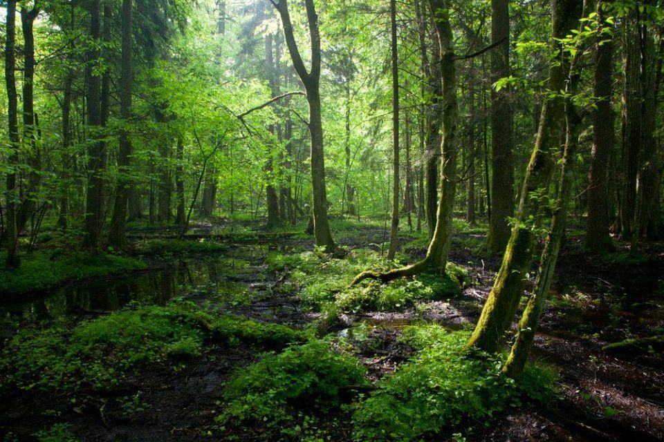 Bialowieza Forest Reserve,Poland