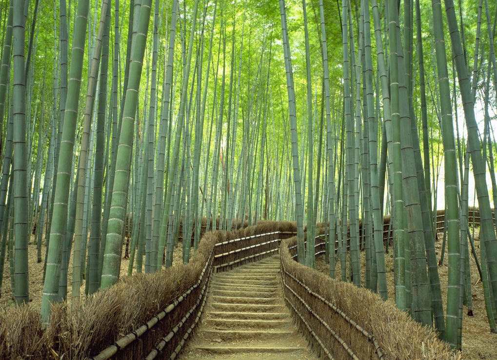 Arashiyama,Kyoto: